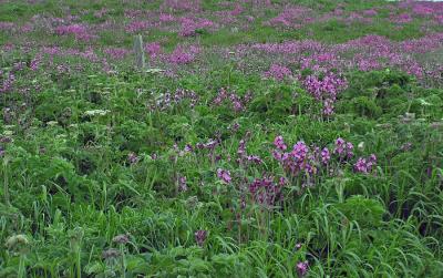 Ragged Robin - red campions (I think)