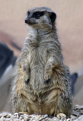 Another Meerkat - they love to pose.