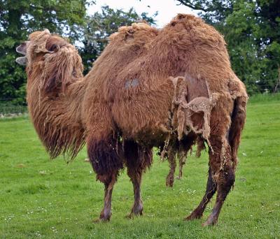 Moulting camel