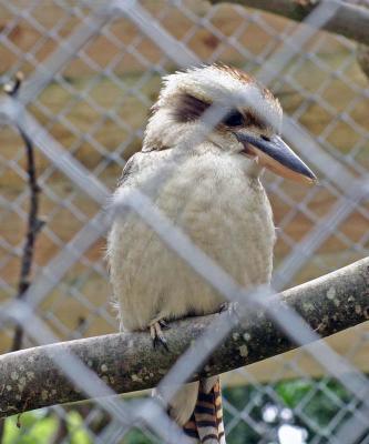 Kookaburra