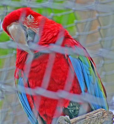 Parrot I think - all the birds had cages like this.