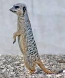 Meerkat