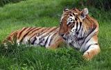 Tiger friend
