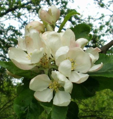 Apple Blossom Bouquet