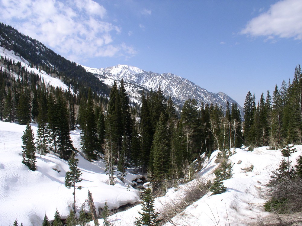 Snowbird
