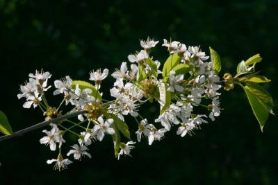 More bloom