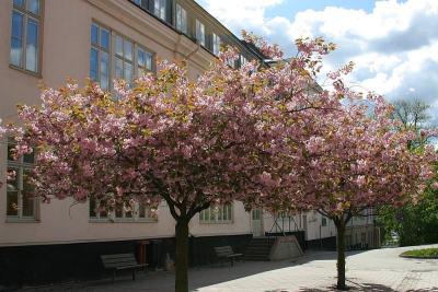 Cherry trees at Serafimer hospital