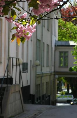 Cherry flowers