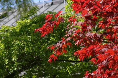Red maple