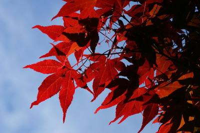 Red Maple 2