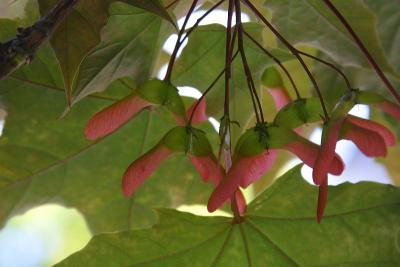 Maple seeds