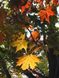 Autumn colours in the spring