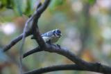 Blue tit (Parus caeruleus)