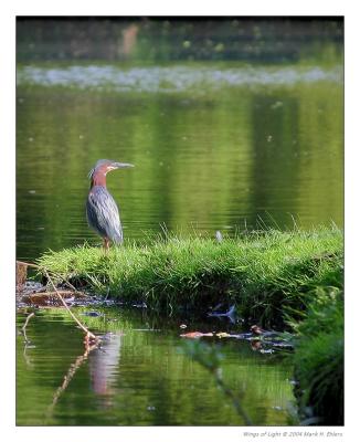 Green Heron