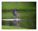 Fly-through Dining