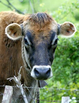 Bingo the Bull