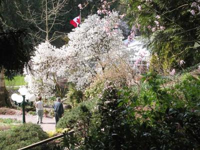 Tree in Blossom