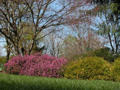 Colourful Shrubs