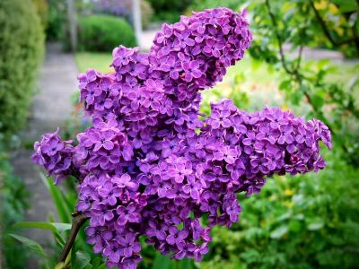 Syringa - Lilac