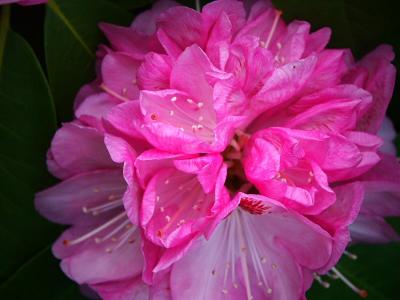 Rhododendron