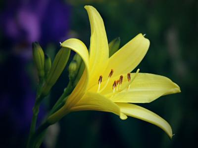Hemerocallis - Day lily