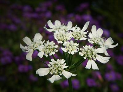 Orlaya grandiflora - Lace