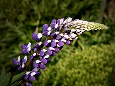 Lupin