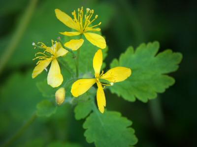 Tuscan wild flower