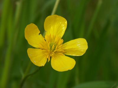 Tuscan wild flower