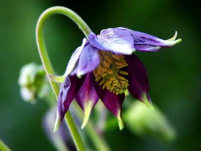 Aquilegia - Columbine