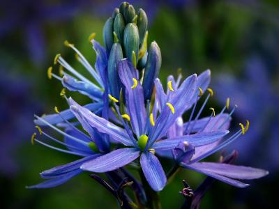 Indian Lily