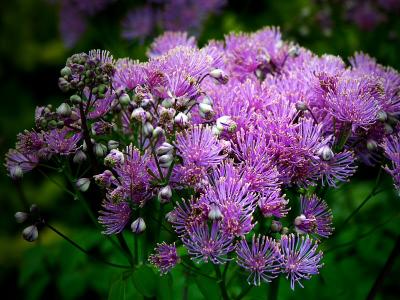 Thalictrum