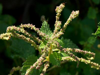 Tuscan Wild Flower