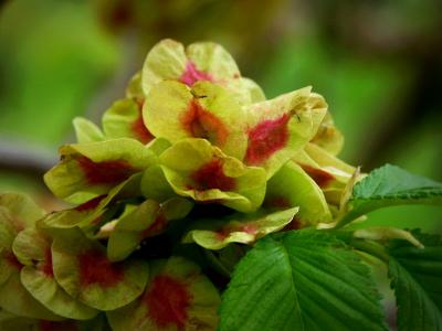 Tuscan Wild Flower