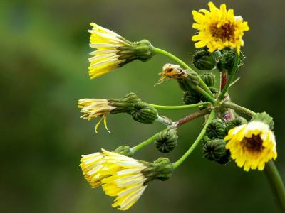 Tuscan Wild Flower