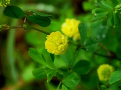 Tuscan Wild Flower