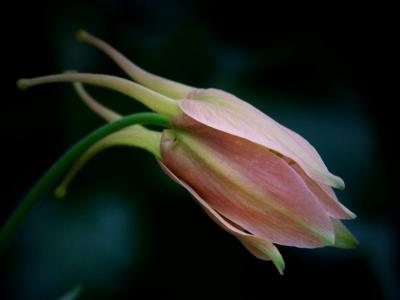 Aquilegia - Columbine