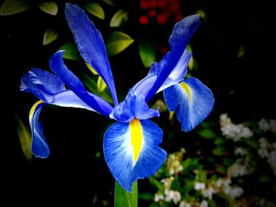 Iris