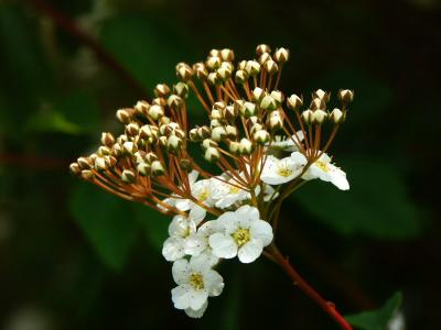 u45/mattis/medium/29016013.Bridalwreath_001.jpg