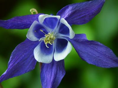 Aquilegia - Columbine