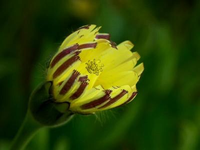 Wild flower