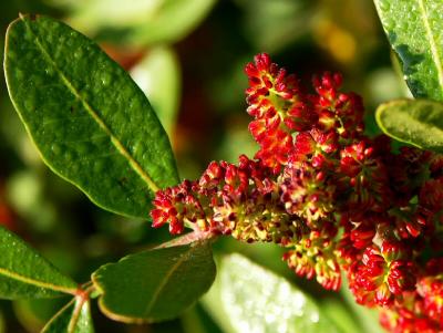 Tuscan Wild Flower