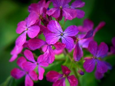 Tuscan Wild Flower