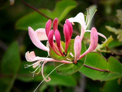 Honeysuckle