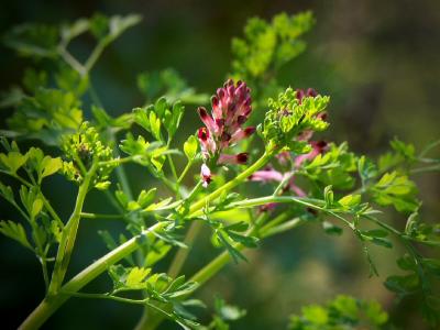 Tuscan Wild Flower