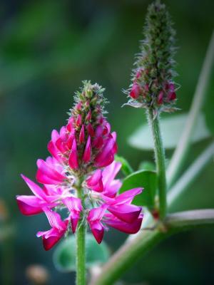 Tuscan Wild Flower