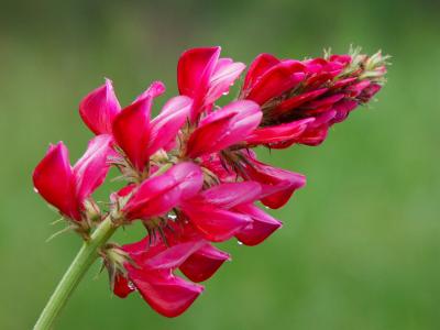 Tuscan Wild Flower