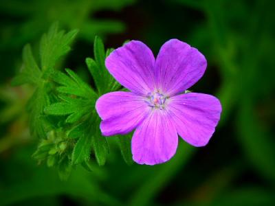 Tuscan Wild Flower