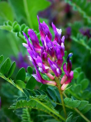 Tuscan Wild Flower