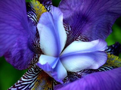 My first Iris this year...